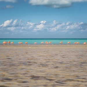 Flamants rose sur une plage à Holbox, Méxique