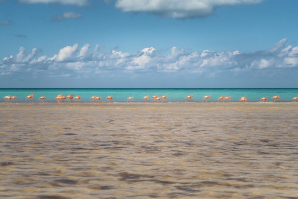 Flamants rose sur une plage à Holbox, Méxique