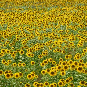 Champs de tournesols dans le sud de la France