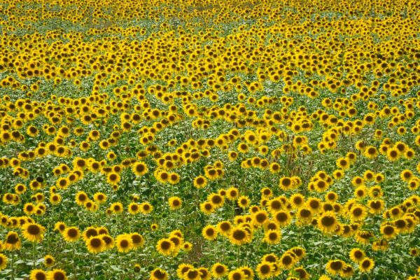 Champs de tournesols dans le sud de la France